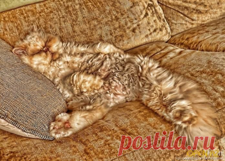 Кошачье искусство маскировки | Дай лапку