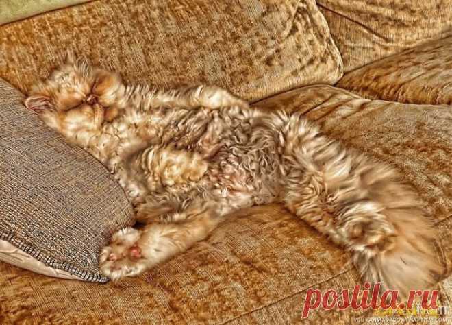 Кошачье искусство маскировки | Дай лапку