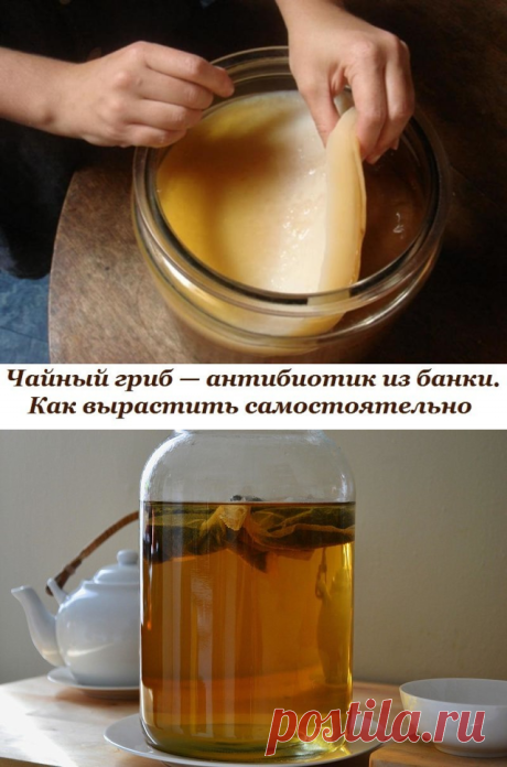 Чайный гриб. Как вырастить