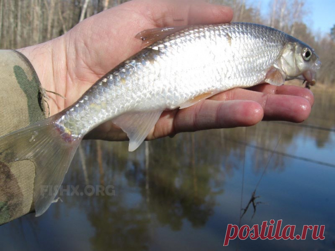 Елец весной: снасти, наживки и места ловли