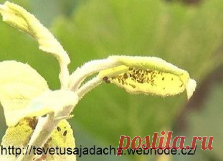 Как бороться с тлей | Наша дача