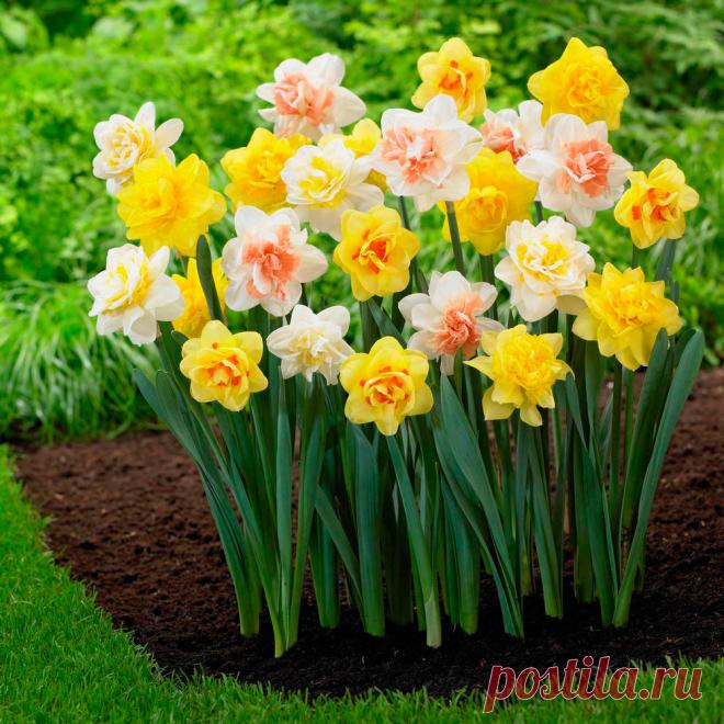 Многолетний садовый цветок Нарцисс (Narcissus). Семейство: амариллисовые (Amarillidaceae)

Луковичный травянистый многолетник. Луковица округло-яйцевидная, диаметром 2-5 см. Цветонос безлистный высотой от 15 до 50 см. Цветки поникающие или прямостоячие, диаметром 2-10 см, белые, желтые, кремовые, розовые, оранжевые или двухцветные, различной конфигурации, с приятным ароматом. Цветет в апреле - мае.

Основные виды
Н.гибридный (N.hybridum) объединяет почти 12 000 сортов...