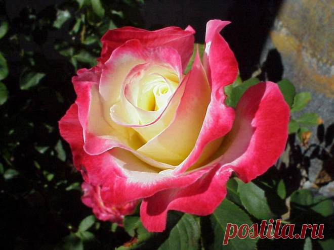 Роза.