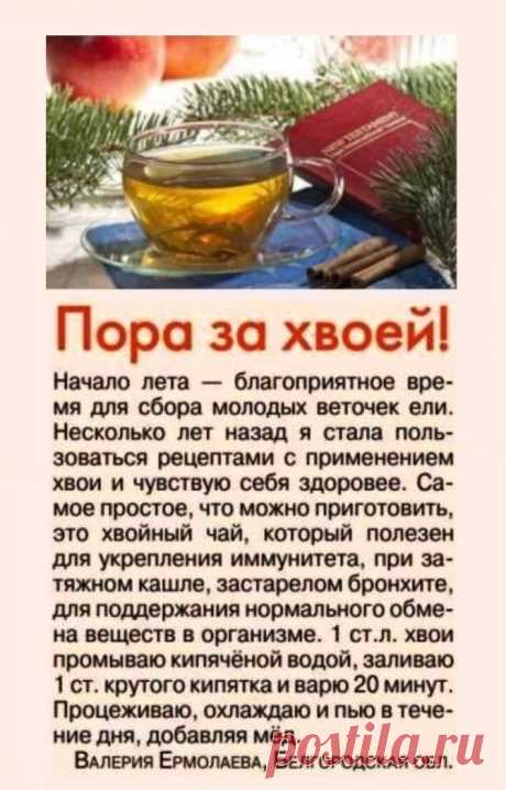Пора за хвоей