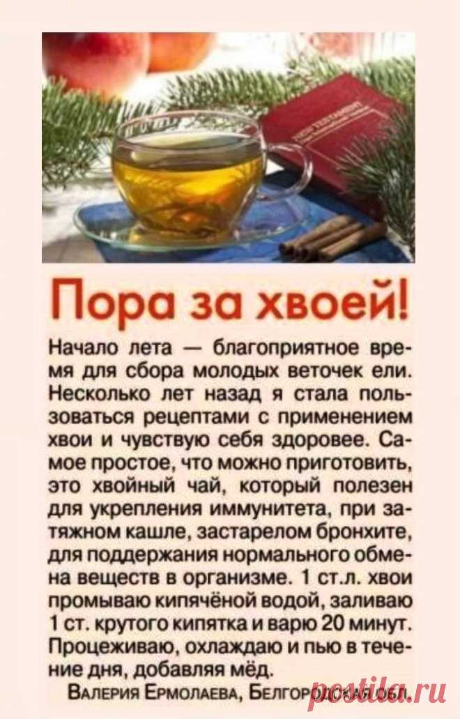 Пора за хвоей