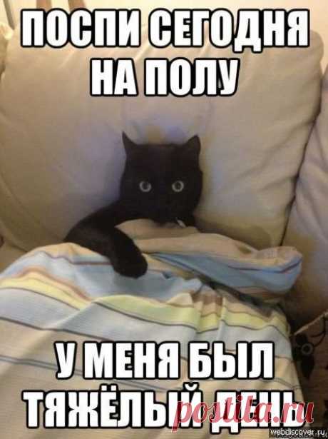 КОШАЧИЙ ДОМОСТРОЙ