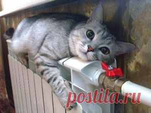Позитив зверский. Кошатина теплолюбивая, батарейная