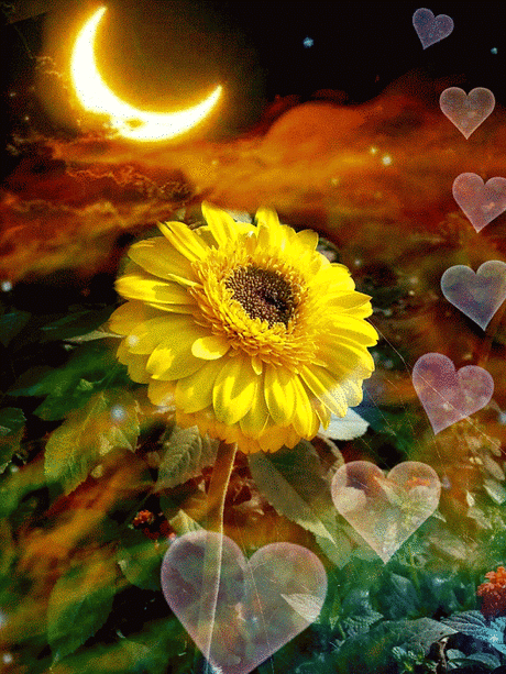 Good night ! - COLORFUL DREAMS