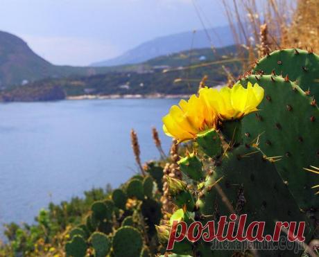 Крым. Мыс Плака. Опунция