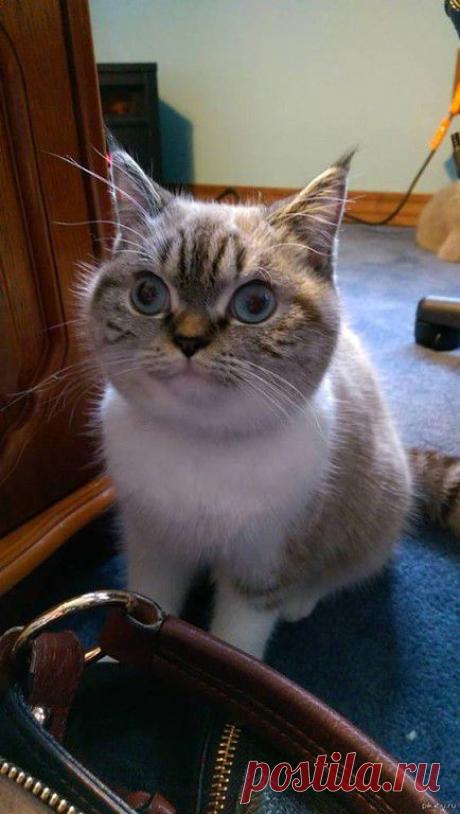 Фразы,Высказывания,Стихи,Цитаты,Видео...
Елена Станова