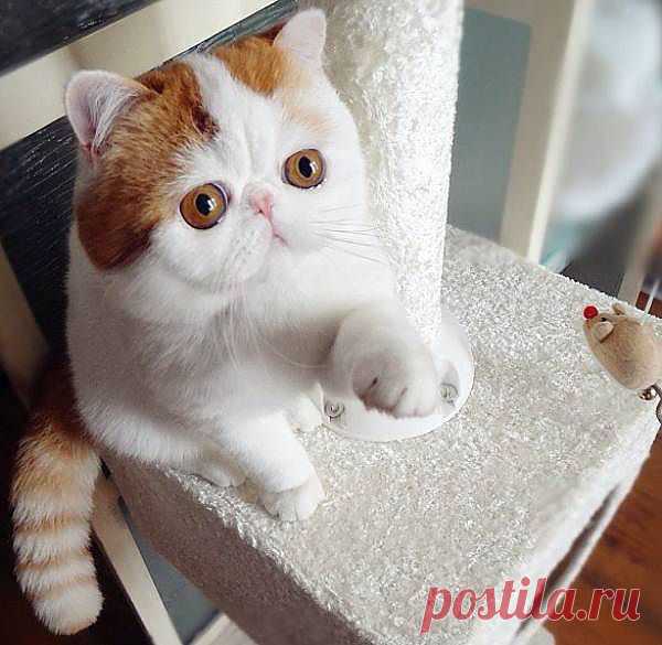 cutest-cat-ever-snoopy-paws