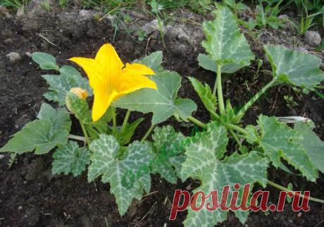 Как правильно выращивать кабачок