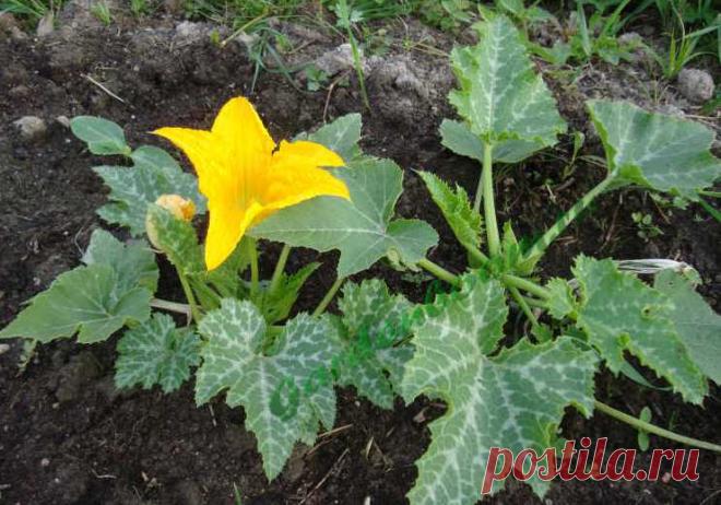 Как правильно выращивать кабачок
