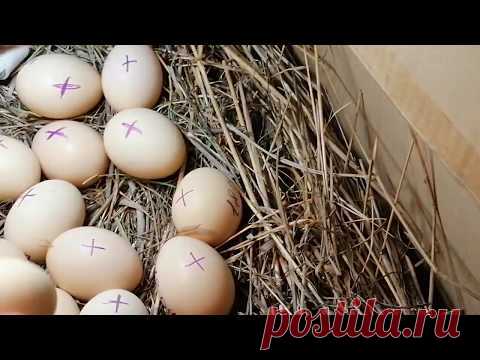 ВЫЛУП ЦЫПЛЯТ ОТ А ДО Я//САМОДЕЛЬНЫЙ ИНКУБАТОР ЗА 5 МИНУТ//МОЙ ОПЫТ ПО ВЫВЕДЕНИЮ ЦЫПЛЯТ//