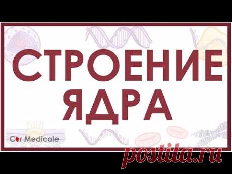 Структура клеточного ядра кратко (ядерная мембрана, хроматин, ядрышко)