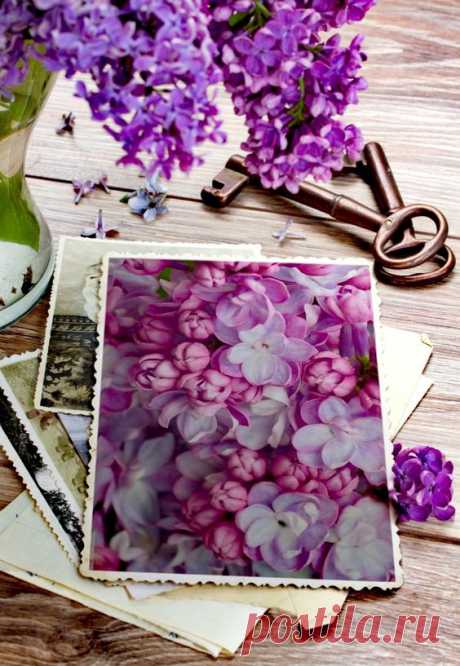 Цветы Природа Тюльпаны Flowers Nature Tulips Pinterest