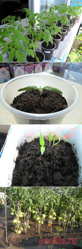 Дача ВИКТОРиЯ: Выращивание рассады помидоров в домашних условиях. Ответы на вопросы.