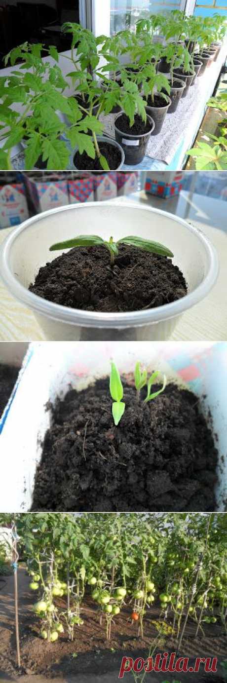 Дача ВИКТОРиЯ: Выращивание рассады помидоров в домашних условиях. Ответы на вопросы.