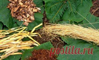 Чем можно мульчировать осенью – варианты на любой вкус Почву вокруг растений следует мульчировать не только в весеннее и летнее время, но и осенью, чтобы культуры благополучно перезимовали.
Мульча, уложенная осенью, к весне перегнивает и способствует лучш...