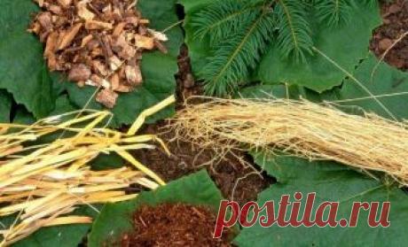 Чем можно мульчировать осенью – варианты на любой вкус Почву вокруг растений следует мульчировать не только в весеннее и летнее время, но и осенью, чтобы культуры благополучно перезимовали.
Мульча, уложенная осенью, к весне перегнивает и способствует лучш...