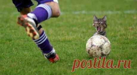 котики Поиск