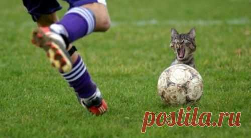 котики Поиск