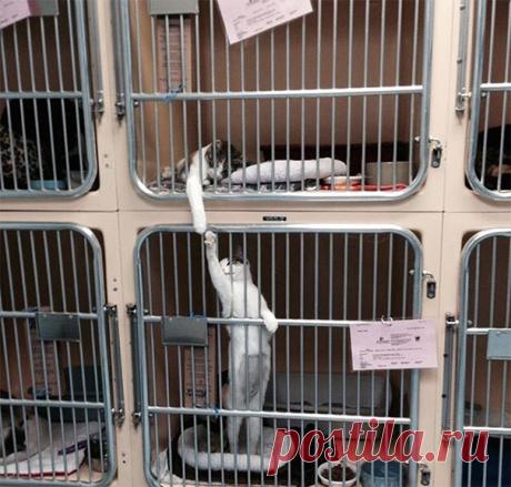 Смешные коты, заслуживающие Оскар за лучшую драматическую роль! | Ололо - смешные картинки и веселые истории