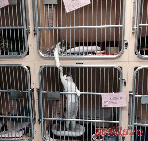 Смешные коты, заслуживающие Оскар за лучшую драматическую роль! | Ололо - смешные картинки и веселые истории