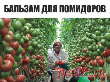 ВОЛШЕБНЫЙ БАЛЬЗАМ ДЛЯ РОСТА ПОМИДОРОВ!
В бочку (200-300 литров) насыпаем одну треть крапивы, ведро коровяка, 2 лопаты золы, 2 кг. дрожжей, 3 литра сыворотки. Настаивается 2 недели. Полученный состав разбавляем водой в пропорции 1:10 (литровая банка на ведро) и подливаем под корень один раз в 7-10 дней.
Помидоры растут как на дрожжах! И никакой химии!