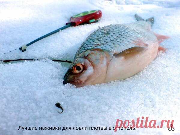 Лучшие наживки для в ловли плотвы в оттепель. | Блоги о даче и огороде, рецептах, красоте и правильном питании, рыбалке, ремонте и интерьере