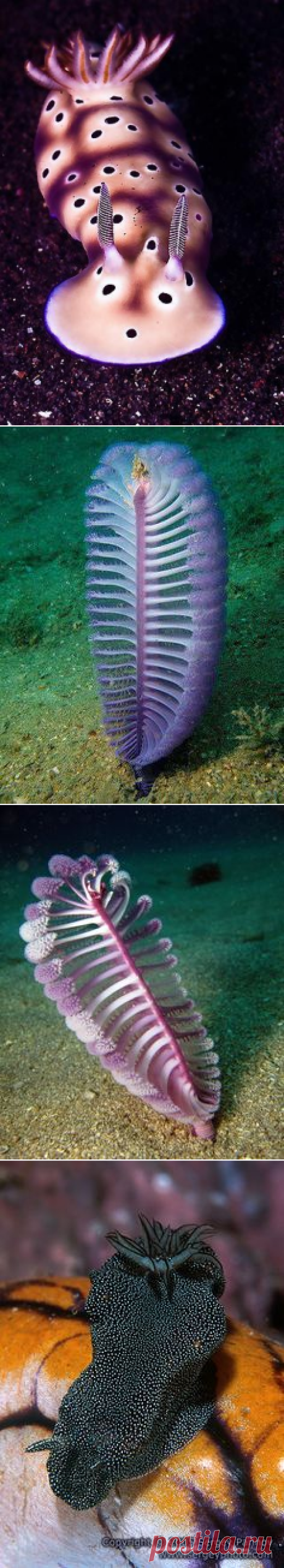 Бали and Индонезия on Pinterest