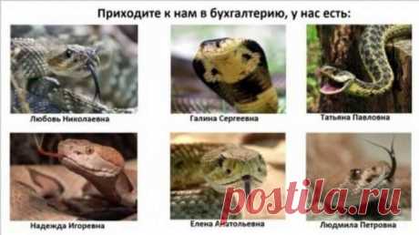 Приходите к нам: кинология, электроника и лингвистика . Тут забавно !!!
