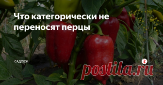 Что категорически не переносят перцы 5 условий, при которых перцы не будут расти и могут погибнуть...