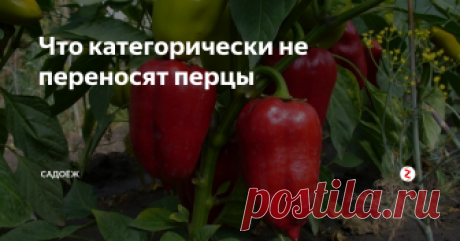 Что категорически не переносят перцы 5 условий, при которых перцы не будут расти и могут погибнуть...