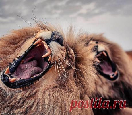 Фотографии «поющих» львов, носорогов и потрясающего тигра