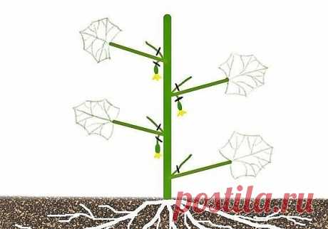 Формировка огурцов - в теплице без этого не обойтись. Пожалеешь нижние, останешься без верхнего урожая!

1. На первом этапе на нижней части растения в пазухах 3-5 листьев производится «ослепление». Удаляются все завязи и побеги, которые образуются в пазухах этих листьев. Это нужно для того чтобы растение направило все силы для формирования корневой системы, которая смогла бы в дальнейшем «прокормить» все растение.

2. На следующем этапе в пазухах следующих 3-5 листьев оста...