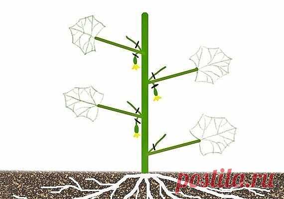Формировка огурцов - в теплице без этого не обойтись. Пожалеешь нижние, останешься без верхнего урожая!

1. На первом этапе на нижней части растения в пазухах 3-5 листьев производится «ослепление». Удаляются все завязи и побеги, которые образуются в пазухах этих листьев. Это нужно для того чтобы растение направило все силы для формирования корневой системы, которая смогла бы в дальнейшем «прокормить» все растение.

2. На следующем этапе в пазухах следующих 3-5 листьев оста...