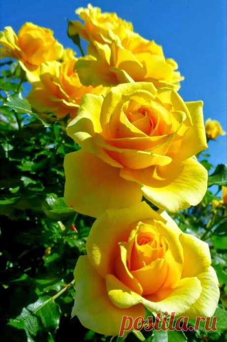 The Yellow Rose of Texas...  |  Pinterest • Всемирный каталог идей