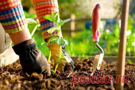 15 способов сделать лёгким уход за садом и огородом