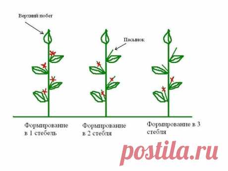 ПРИЩИПНЕШЬ РАССАДУ-УВЕЛИЧИШЬ УРОЖАЙ ПЕРЦЕВ
Когда стебли в узлах начинают окрашиваться, приходит время для прищипывания точки роста для того, чтобы ограничить рост в высоту, стимулировать образование пасынков, чем увеличивается урожайность растения, и не допустить преждевременного цветения.
Маникюрными ножницами отрезаю все, что находится выше 7-го настоящего листа. Если семядольные листочки начали желтеть, удаляю и их. На следующий день прищипнутые растения опрыскиваю стим...