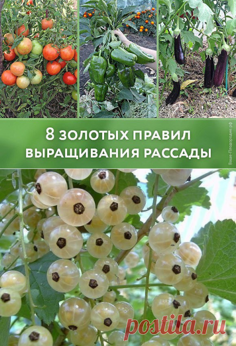 ПОЛЕЗНЫЕ СОВЕТЫ ДЛЯ ДАЧНИКОВ