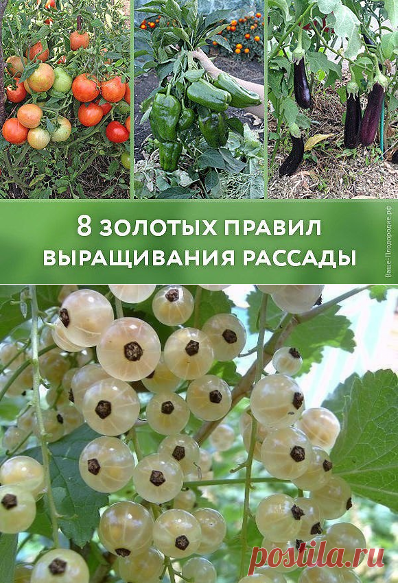 ПОЛЕЗНЫЕ СОВЕТЫ ДЛЯ ДАЧНИКОВ