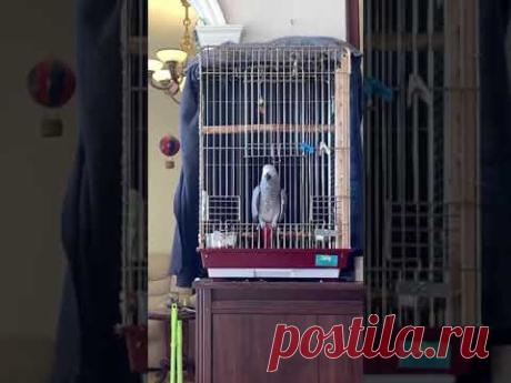 Тимоша вернулся🦜