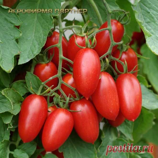 🍅 10 народных томатных любимцев! | Семена Партнер | Дзен