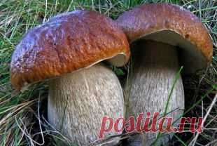 В Нижегородской области построят грибоводческий комплекс | Экономика | ЭКОНОМИКА | АиФ Нижний Новгород