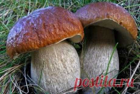 В Нижегородской области построят грибоводческий комплекс | Экономика | ЭКОНОМИКА | АиФ Нижний Новгород