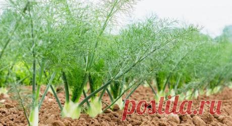 Фенхель – грамотно выращиваем родича укропа и петрушки