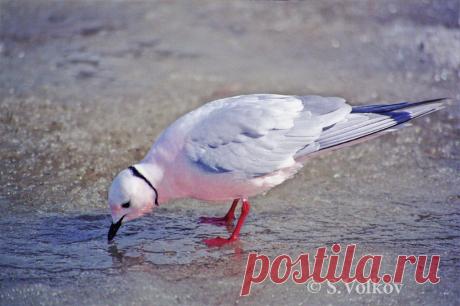 Ross's Gull (Rhodostethia rosea). Birds of Siberia.