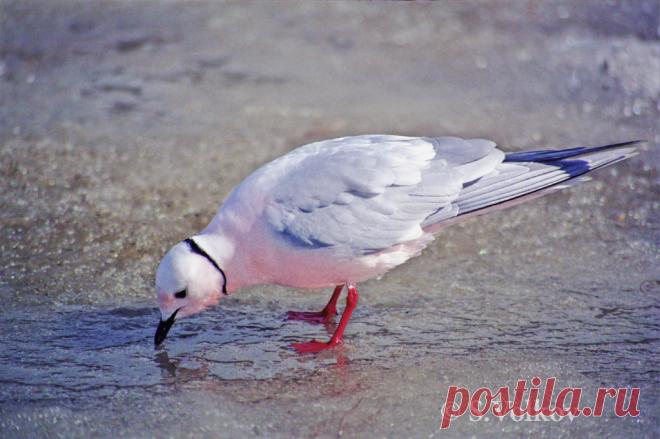 Ross's Gull (Rhodostethia rosea). Birds of Siberia.