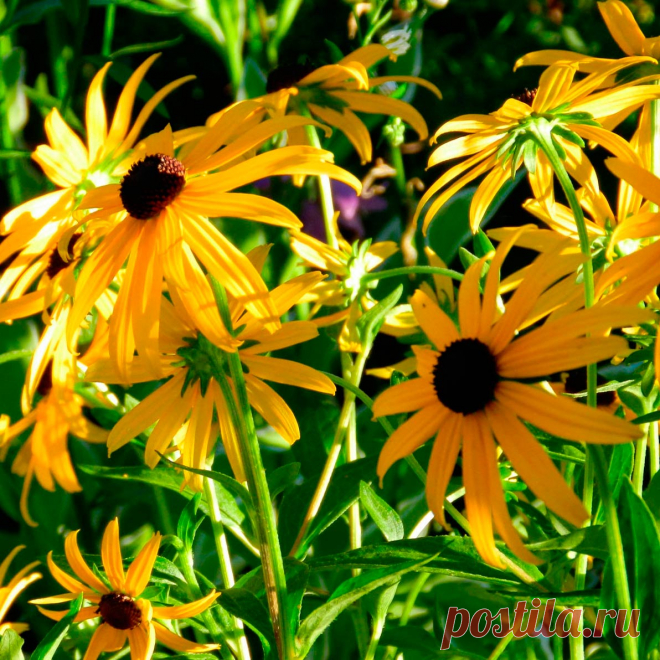 Многолетний садовый цветок Рудбекия (Rudbeckia). Семейство: сложноцветные (Compositae)

Синонимы: водосбор, орлик, голубки

Многолетнее травянистое растение с красочными желтыми соцветиями-корзинками. Отличается неприхотливостью и длительным цветением. Цветет с июля по август.

Основные виды
Р.рассеченная (R.laciniata) - куст высотой 1,5-2 м, густо ветвящийся, образует заросли (корневища разрастаются широко в стороны). Листья рассеченные, соцветия махровые.